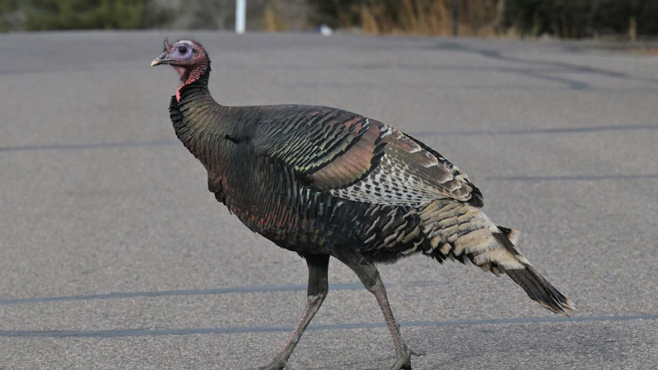 The birds have become "a little too insistent" in trying to enter the library.