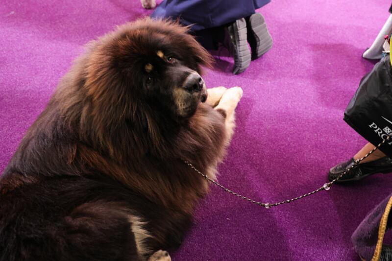 Westminster Kennel Club