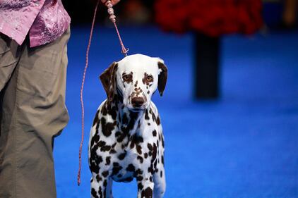 National Dog Show